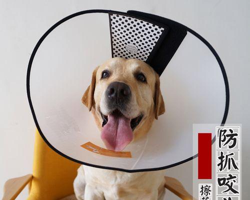 如何处理大狗凶小狗的问题（宠物之间的恶性循环与解决方法）