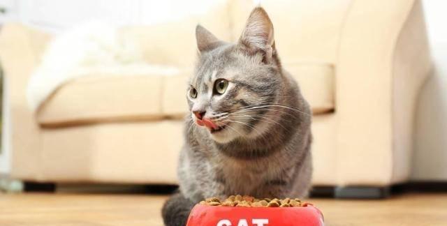 蛋黄对猫咪的好处（探讨蛋黄作为宠物猫饮食补充品的效果与优点）