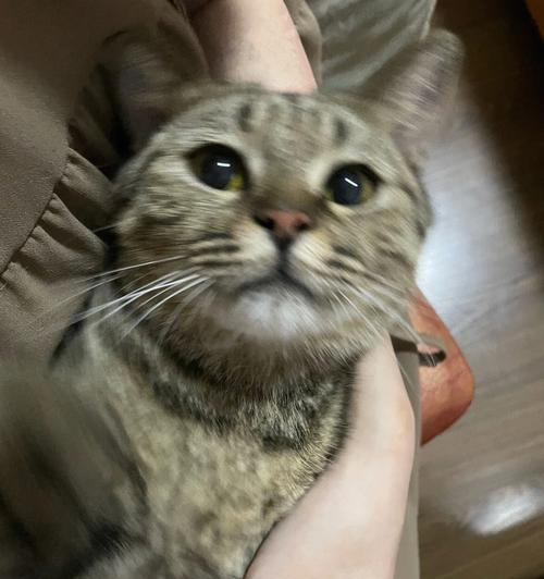 解决猫咪过敏问题，让你的生活更加美好（解决猫咪过敏问题）