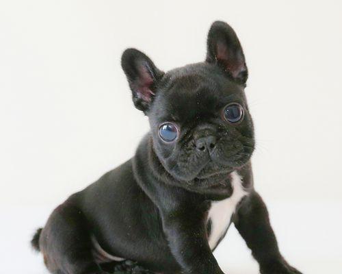 探秘法国斗牛犬的外貌特征（以宠物为主）