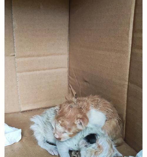 新猫主人必看，小猫的饮食指南（了解小猫的饮食需求）