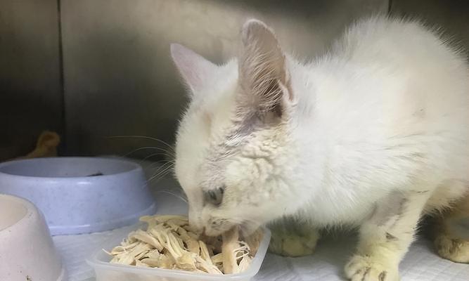 新猫主人必看，小猫的饮食指南（了解小猫的饮食需求）