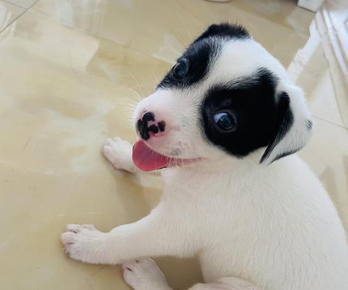 如何正确养护刚出生的狗（从喂养到训练）