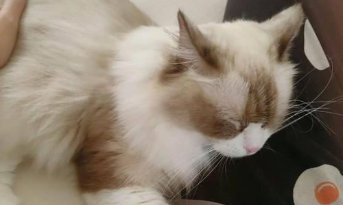 小猫能否吹空调（以刚出生的小猫为例）