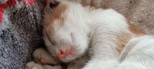 以刚断奶的猫怎么养（如何为你的宠物猫提供的护理）