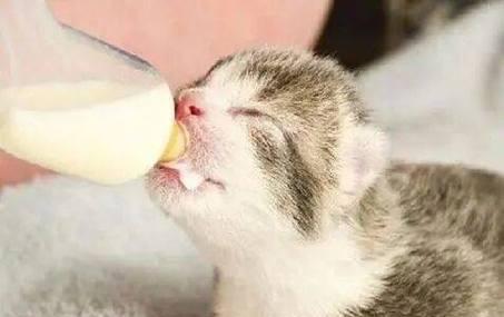 以刚断奶的猫怎么养（如何为你的宠物猫提供的护理）