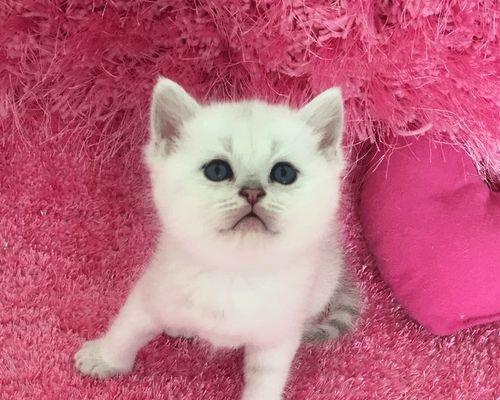 如何分辨新生猫的公母（从性别特征到行为举止）
