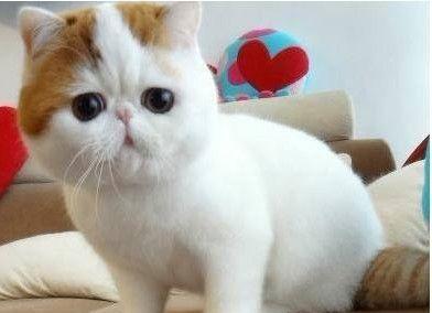 如何分辨新生猫的公母（从性别特征到行为举止）