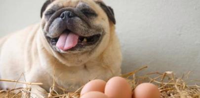 狗狗能吃鸡蛋黄吗（营养丰富的鸡蛋黄）