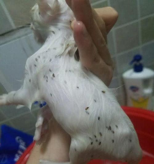 小猫一点奶不吃东西怎么办（宠物养殖中遇到的常见问题）