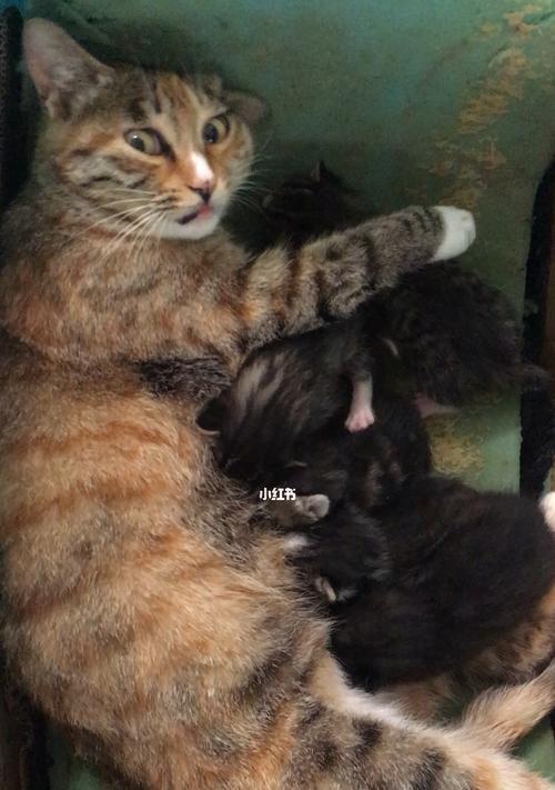 人工喂养刚出生的小猫全攻略（宠物爱好者必备）