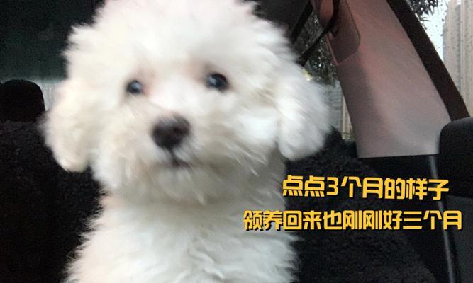 如何为刚生小狗的比熊提供合适的饮食（探究比熊的营养需求和饮食习惯）