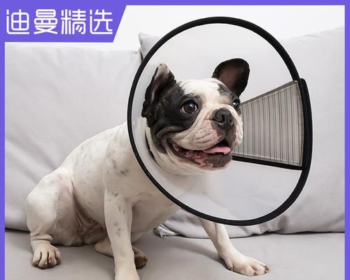 被猫咬伤怎么办（如何保护自己和宠物不受伤害）