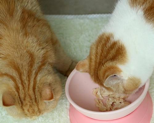 怀孕猫的饮食指南（为您的宠物准妈妈提供营养）