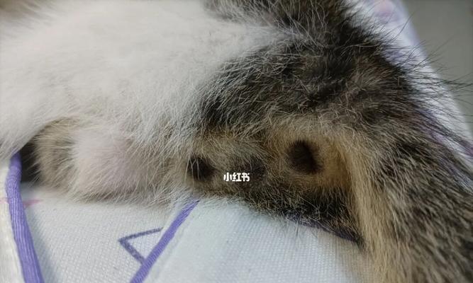 公猫为何总跟着母猫（探寻猫儿行为中的秘密）