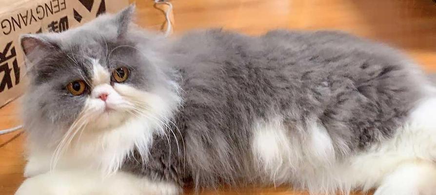 从根本上解决公猫尿道疏通问题的方法（宠物主人必读）