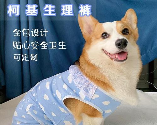 宠物狗的初经期饮食指南（月经期狗狗需要吃什么）
