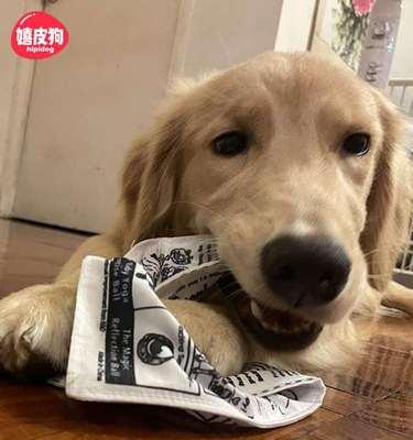 狗狗咬人事件如何应对（以宠物为主的安全注意事项）