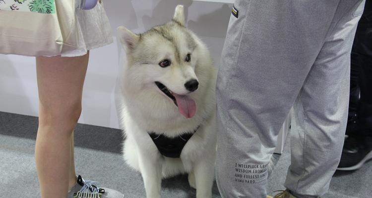 狗狗站立后腿摇晃的原因和解决方法（探究狗狗站立后腿摇晃的真相）