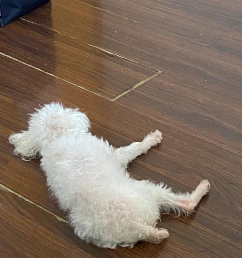 狗狗子宫蓄脓气味是什么原因引起的（以宠物为主）