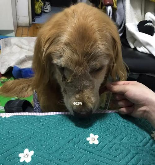 宠物狗狗崴脚了怎么办（教你处理狗狗脚部受伤的方法）
