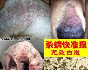 狗狗螨虫该如何治疗（了解螨虫症状）