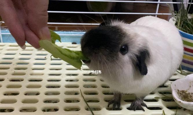 探究狗狗可以吃哪些蔬菜，健康饮食从小事做起（探究狗狗可以吃哪些蔬菜）