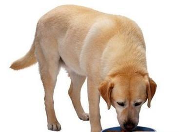 狗狗吃完吐整颗狗粮的原因及应对方法（宠物饲养者必看）