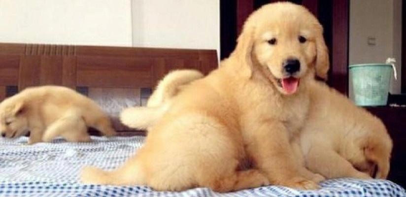 如何喂养金毛幼犬增胖（以宠物为主）
