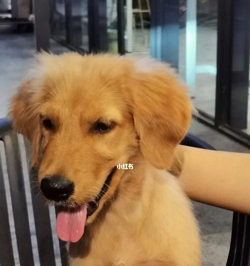 如何喂养金毛幼犬增胖（以宠物为主）