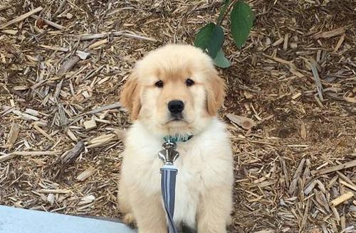 如何喂养金毛幼犬增胖（以宠物为主）