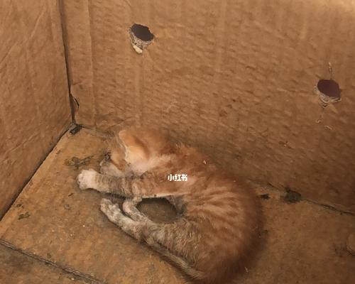 如何给流浪小猫洗澡（以宠物为主）
