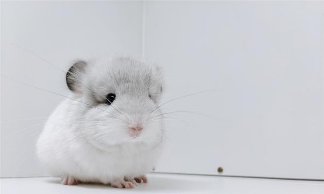 龙猫什么时候断奶（探究龙猫断奶的时间和方法）