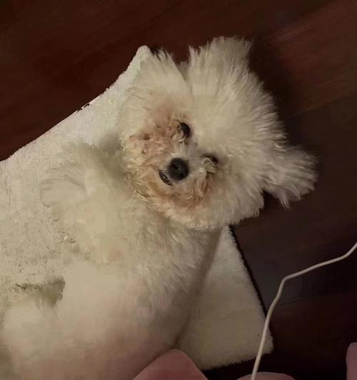 狗狗咳嗽呕吐，该如何处理（宠物主人必知的应对方法）