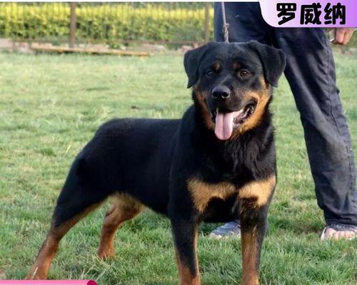 爱与陪伴——以罗威犬为宠物的故事（一只忠诚而勇敢的狗狗）