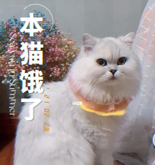 为什么骂了猫咪蹲着不动（探究宠物猫咪蹲着不动的原因及解决方法）