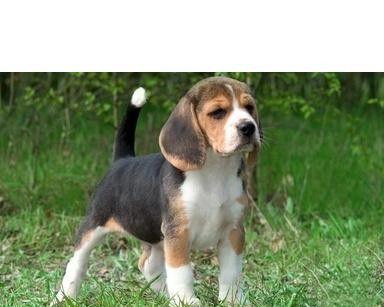 如何挑选一只健康的比格犬（从品种特点到饲养细节）