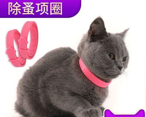 满月小猫有跳蚤吗（探寻宠物跳蚤繁殖与预防方法）