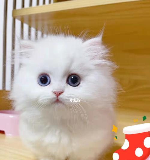 满月小猫的护理（了解满月小猫的特点及基本需求）