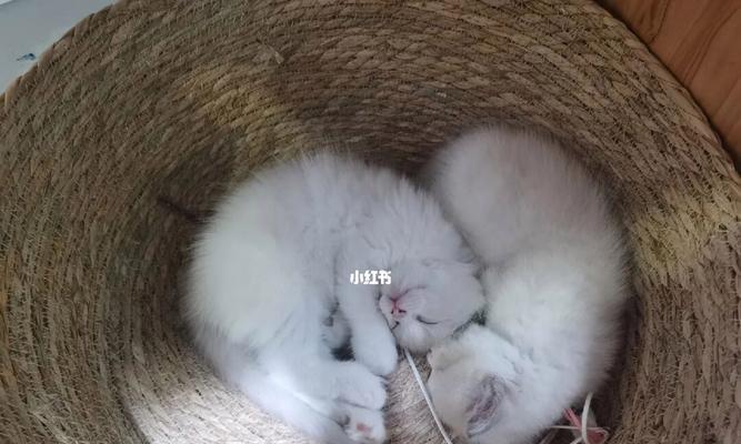 满月小猫的护理（了解满月小猫的特点及基本需求）