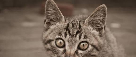 猫鼻支自救指南（宠物家长必备）