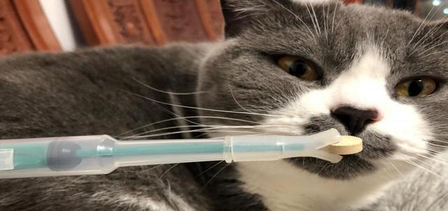 如何让宠物猫顺利服药（以猫不让喂药为例）