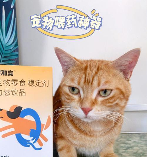 如何让宠物猫顺利服药（以猫不让喂药为例）