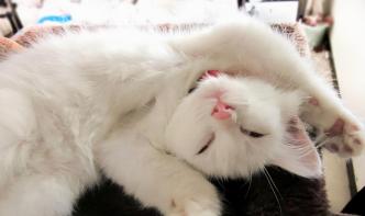 猫咪日常体检攻略（了解猫咪身体状况的必备知识）