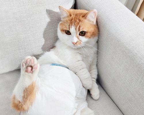 猫咪日常体检攻略（了解猫咪身体状况的必备知识）
