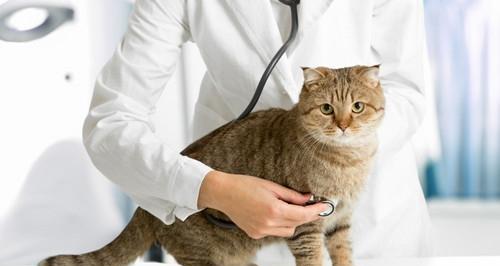 猫咪肠胃疾病，如何选择合适的药物（宠物猫肠胃问题常见症状及治疗）