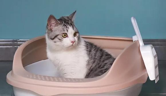 猫砂与宠物猫的安全问题（猫砂中的毒素和正确使用猫砂的方法）