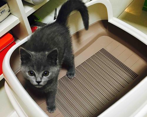 猫砂与宠物猫的安全问题（猫砂中的毒素和正确使用猫砂的方法）