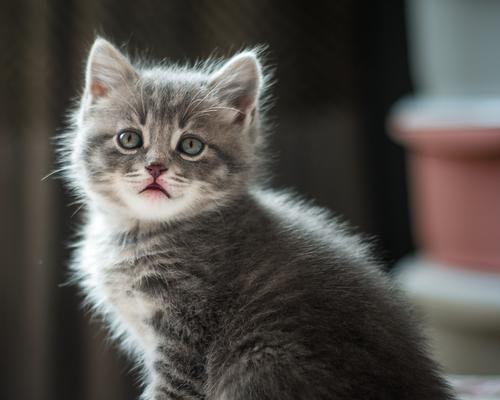 猫砂与宠物猫的安全问题（猫砂中的毒素和正确使用猫砂的方法）