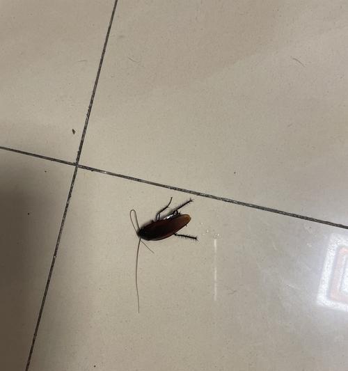 猫吃了蟑螂，怎么办（宠物猫不幸食入蟑螂）